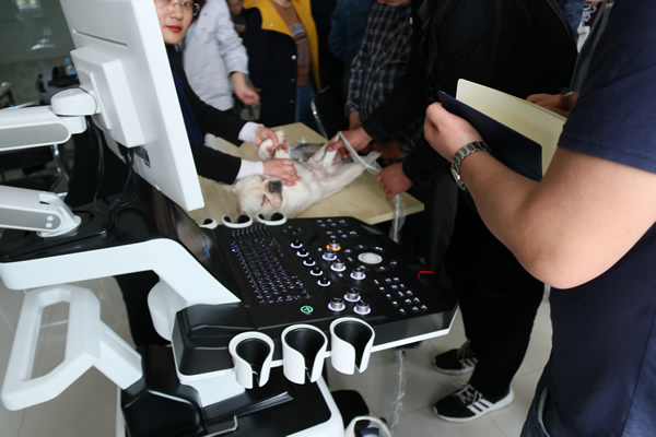 小法牛享受著大為醫(yī)療寵物彩超的檢查，一點排斥感都沒有。可見機器對寵物的舒適度很合適。